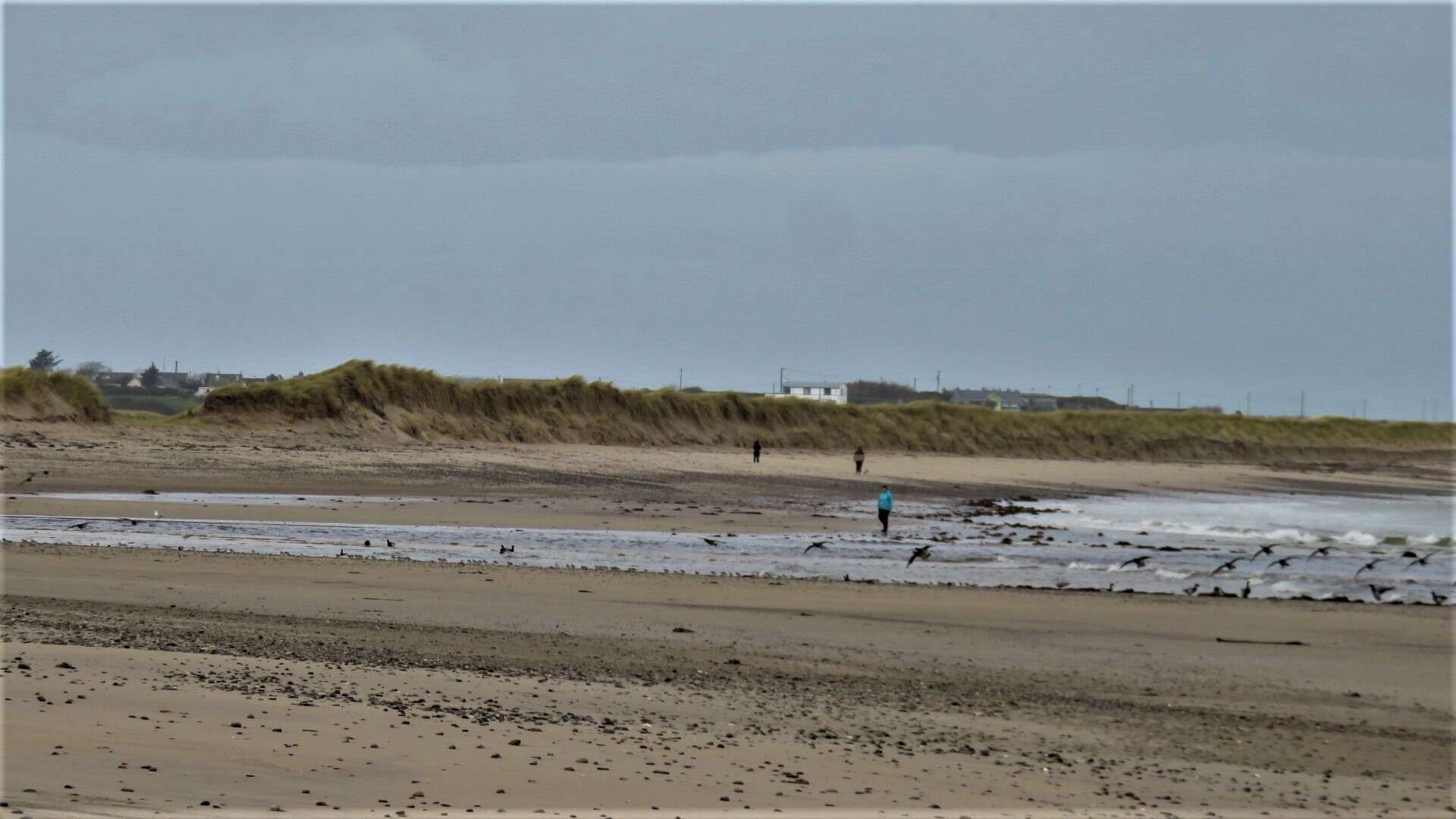 Image of European beachgrass