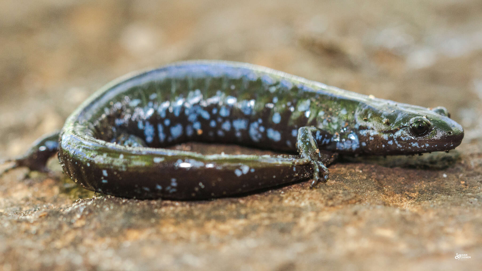 Image of Blue-spotted Salamander