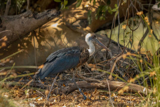 صورة <i>Ciconia microscelis</i>