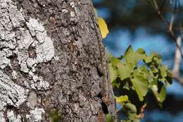 Image of Kirk's Rock Agama