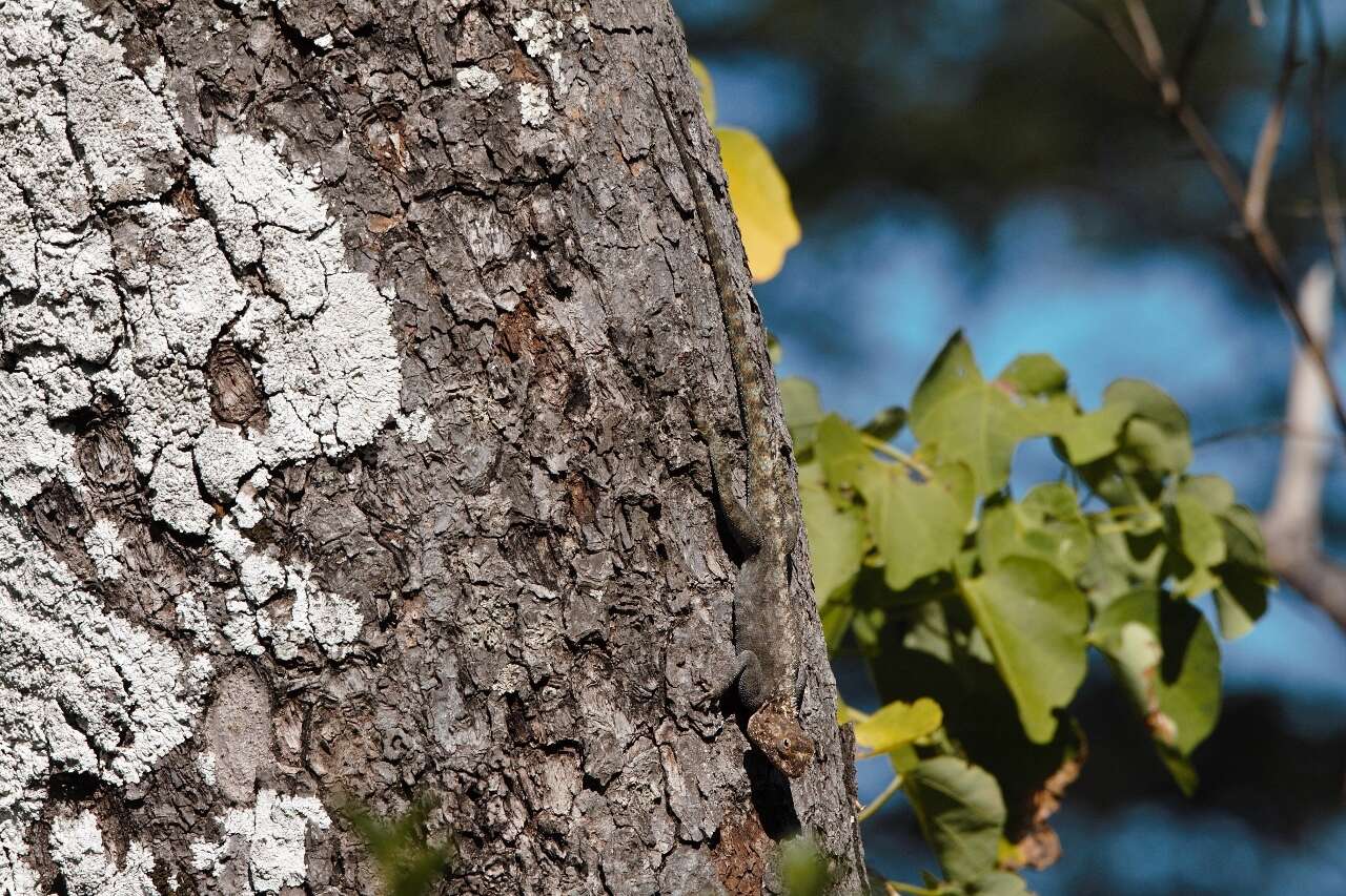 Image of Kirk's Rock Agama