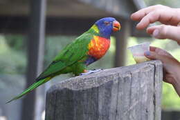 Image of Rainbow Lorikeet