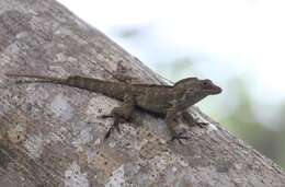 Image of Puerto Rican Crested Anole