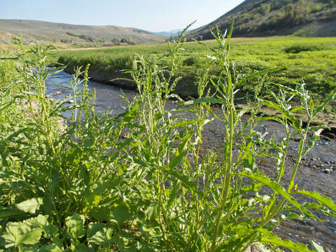 Image of willow dock