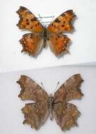 Слика од Polygonia interposita