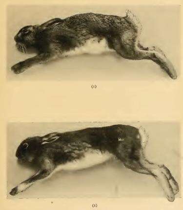 Image of hare