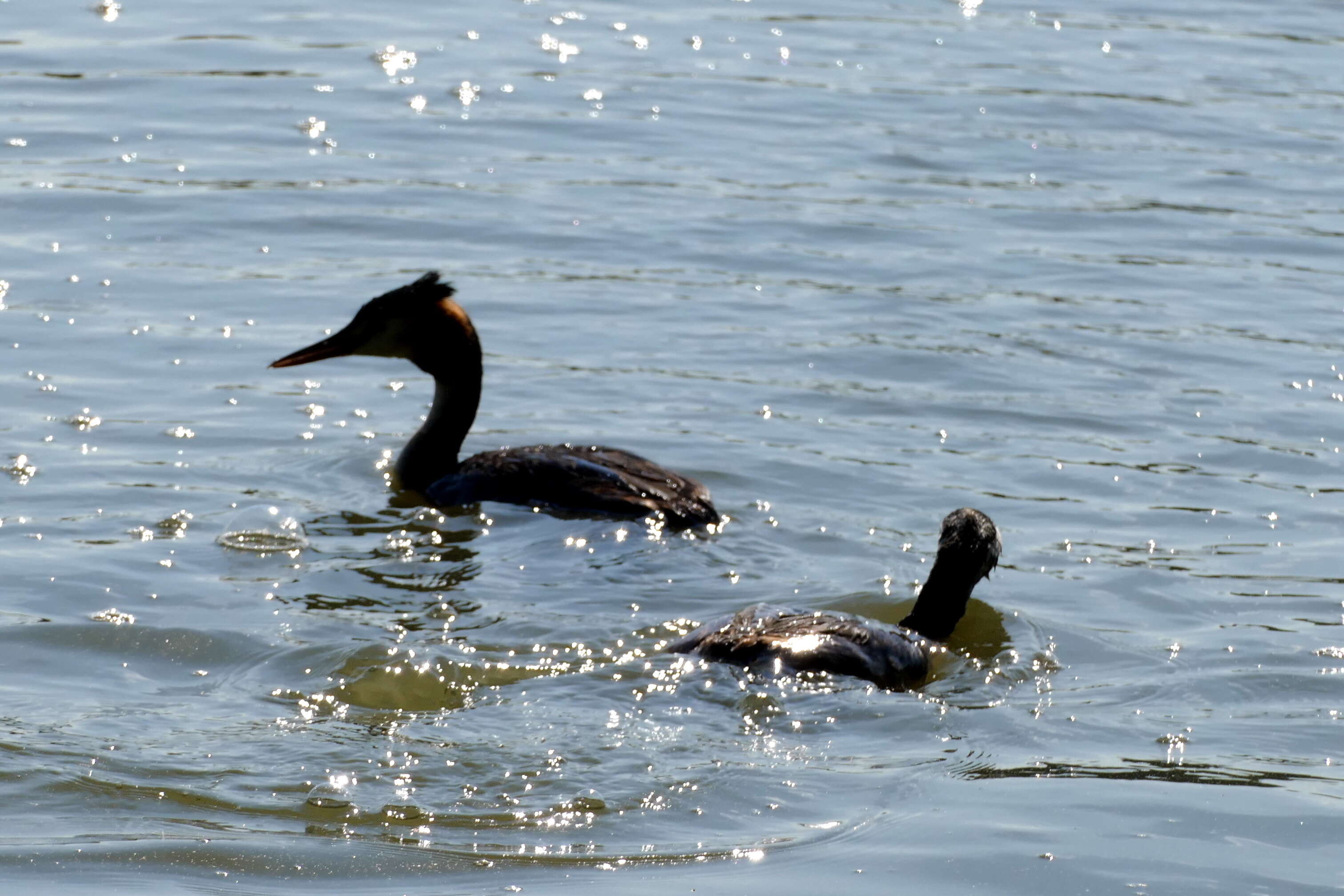 Image of Podiceps Latham 1787