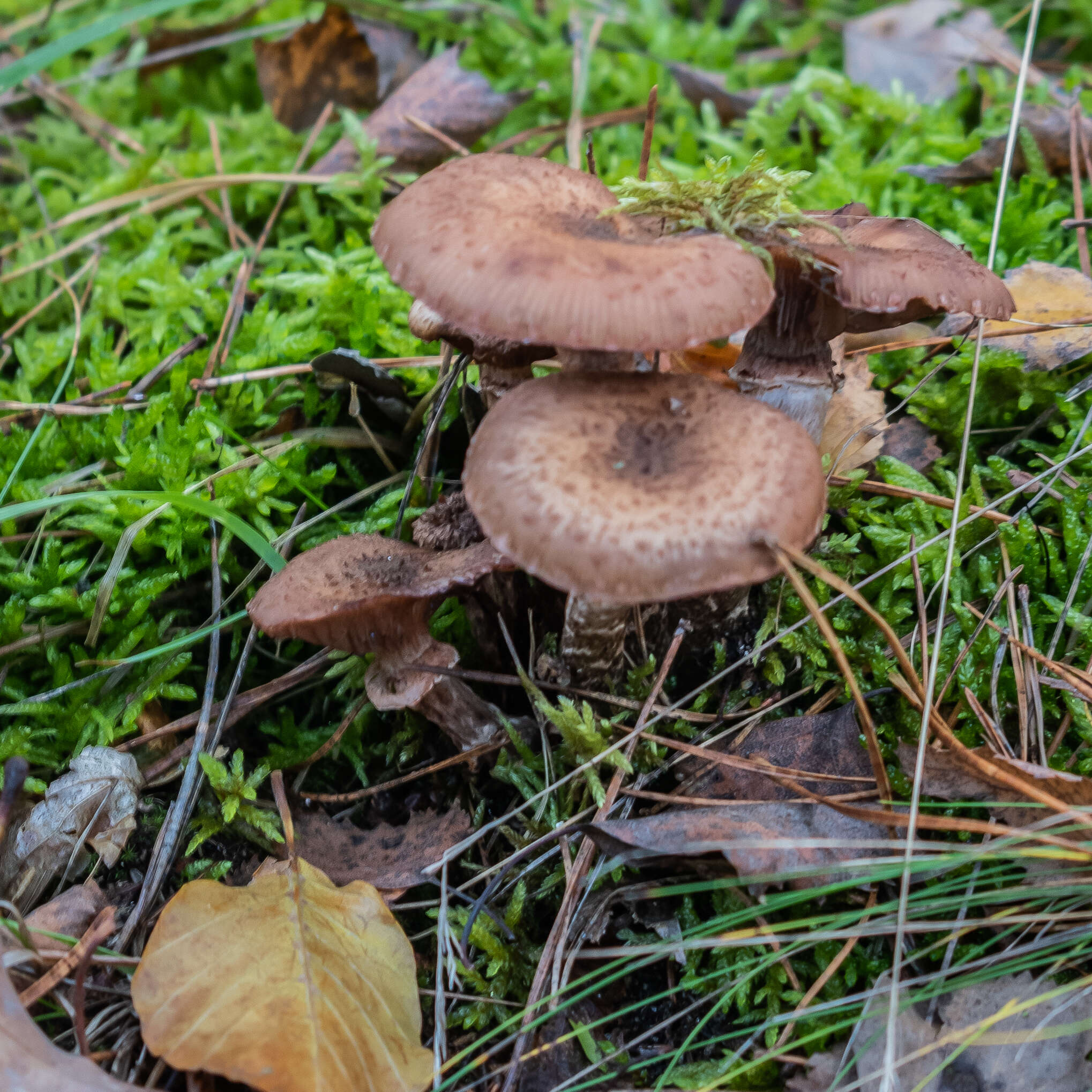 Image of Armillaria ostoyae (Romagn.) Herink 1973