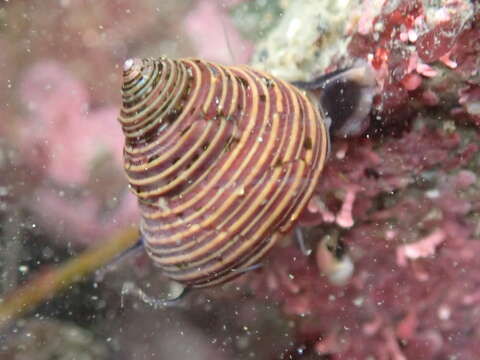 Image de Calliostoma ligatum (Gould 1849)