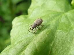 Image of Common Sorrel