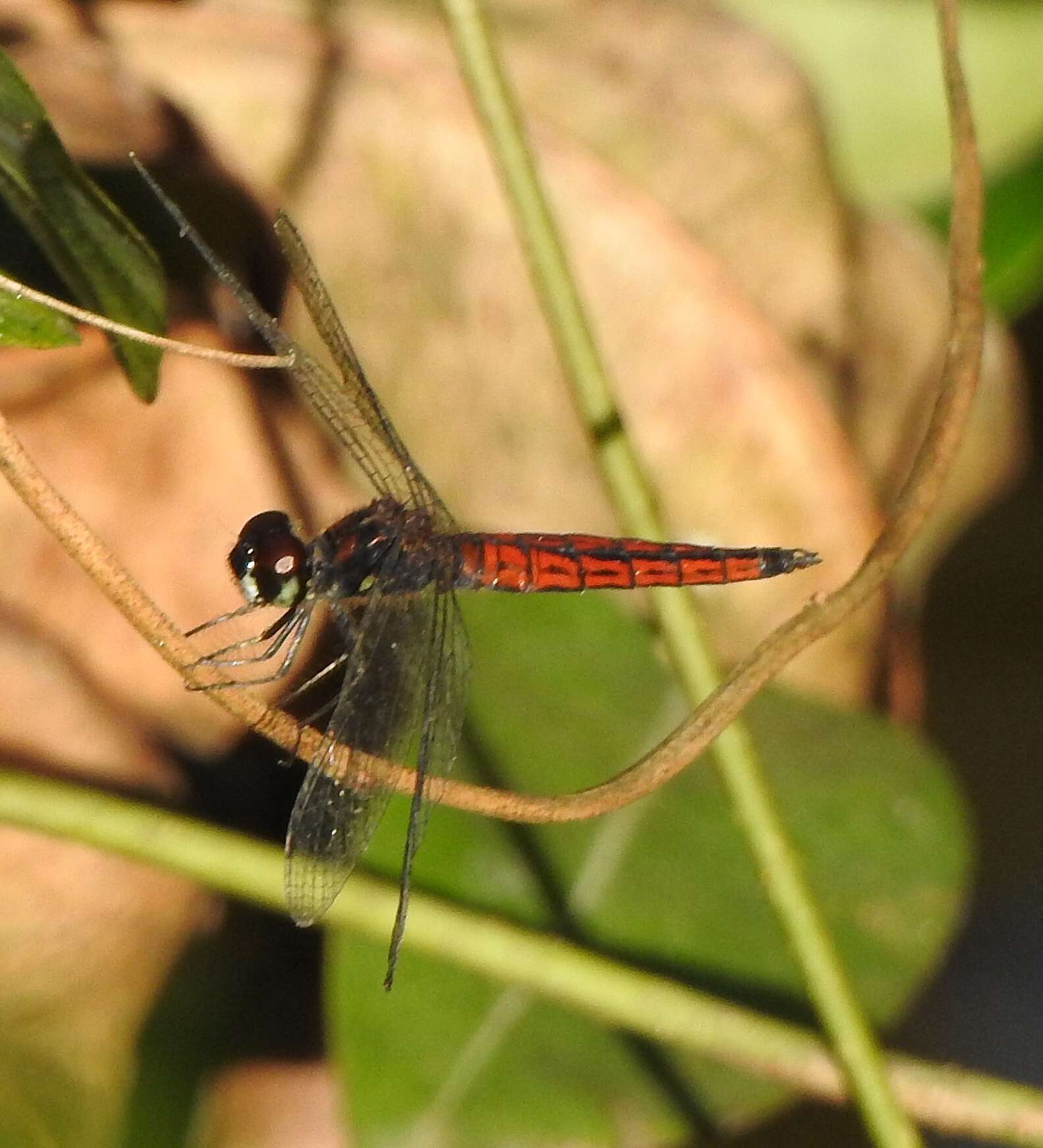 Image of little bloodtail