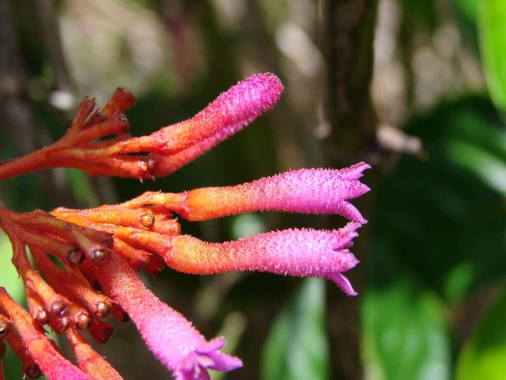 Image of Palicoureeae