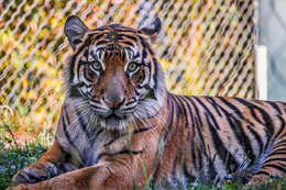 Image of Javan Tiger