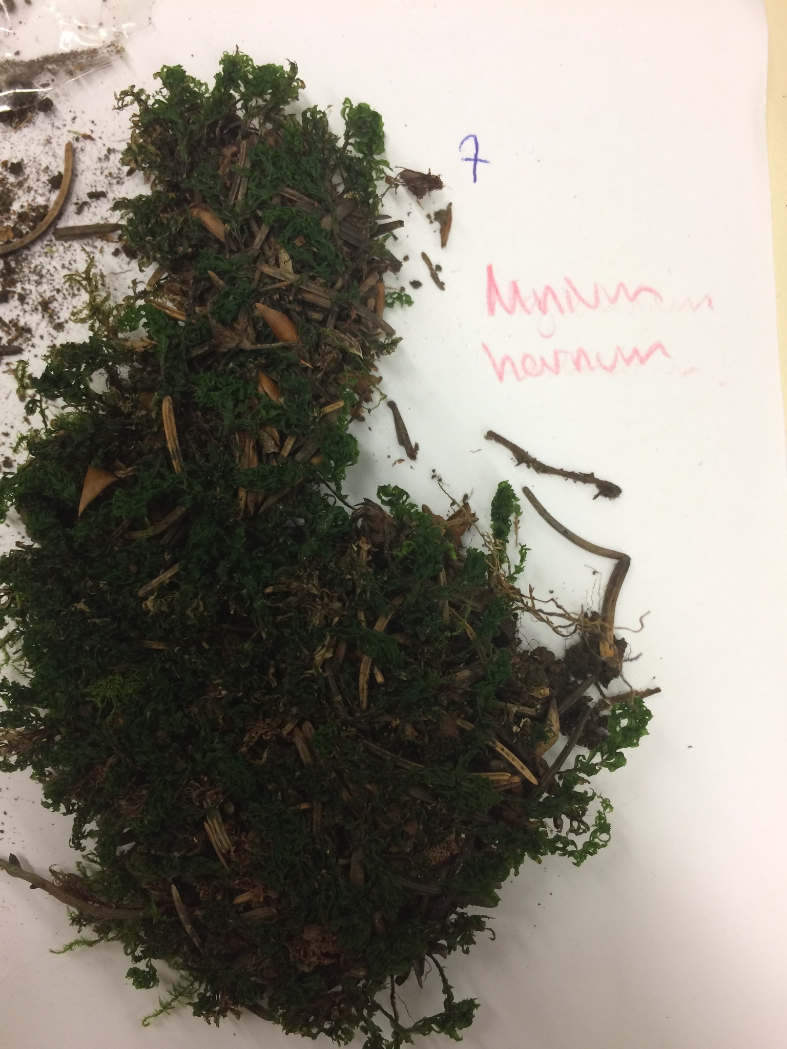 Image of <i>Mnium hornum</i>