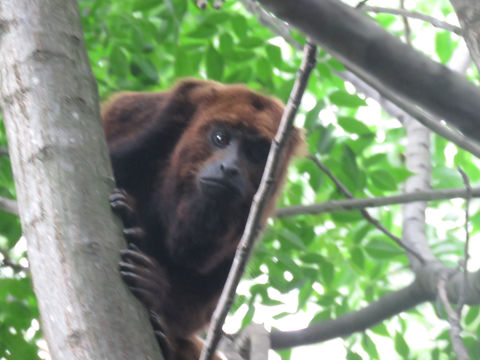18.https www inaturalist org photos 5592294.580x360