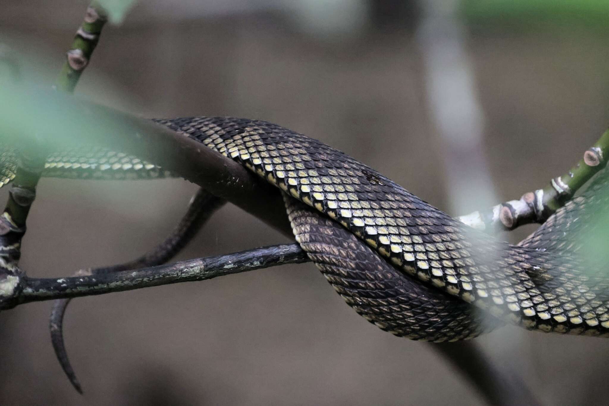Image of Andaman pitviper