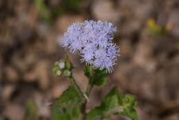 Image of tropical whiteweed