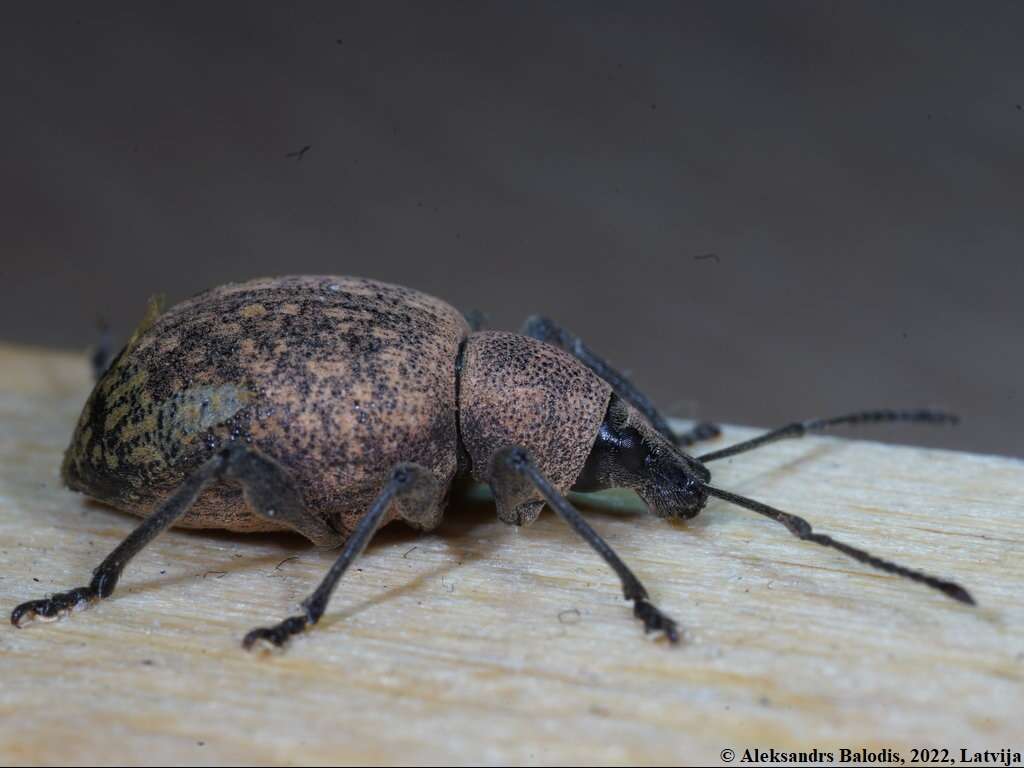 Otiorhynchus (Otiorhynchus) armadillo (Rossi 1792) resmi