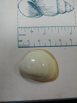 Image of Fulvia laevigata (Linnaeus 1758)