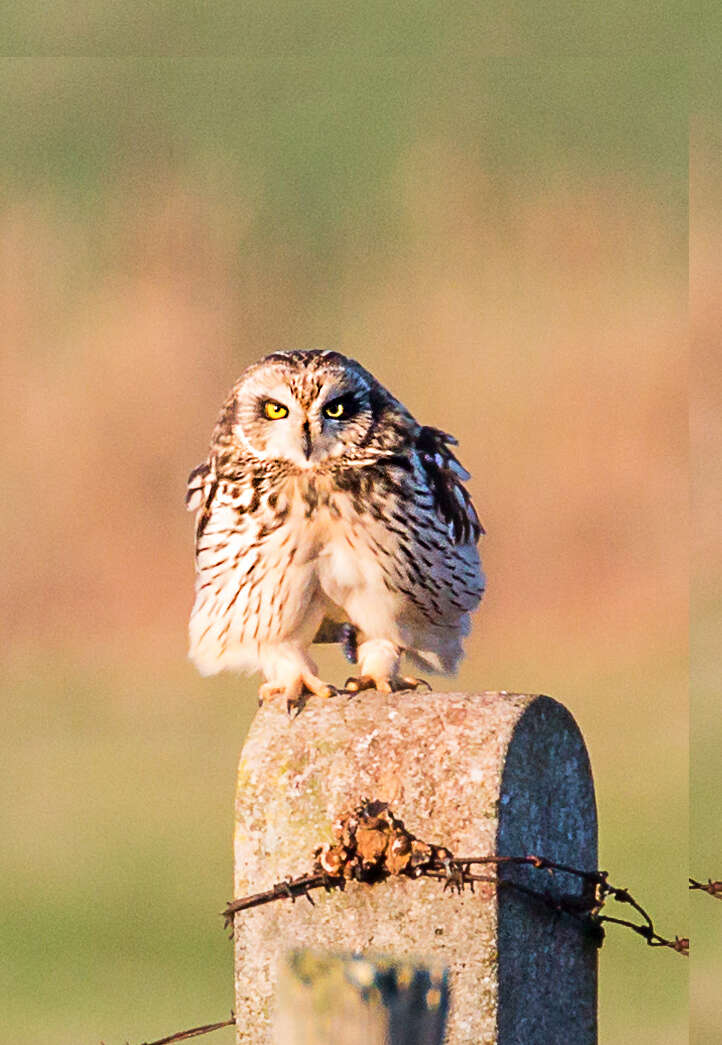 Image of Short-eared Owl