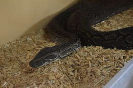 Image of African rock python