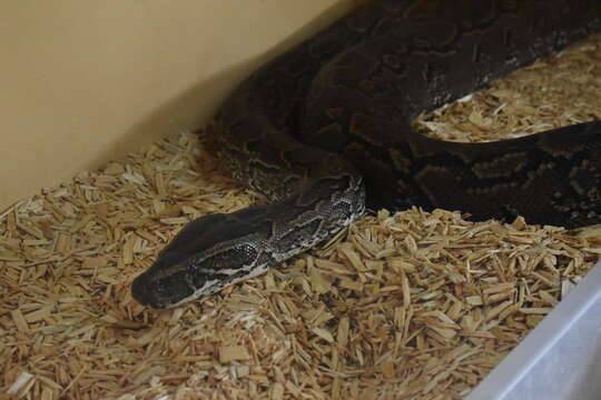 Image of African rock python