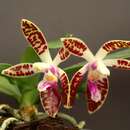 Image de Phalaenopsis corningiana Rchb. fil.