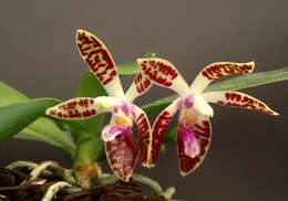 Image of Phalaenopsis corningiana Rchb. fil.