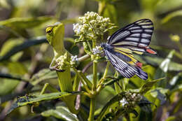 Image of Common Jezebel