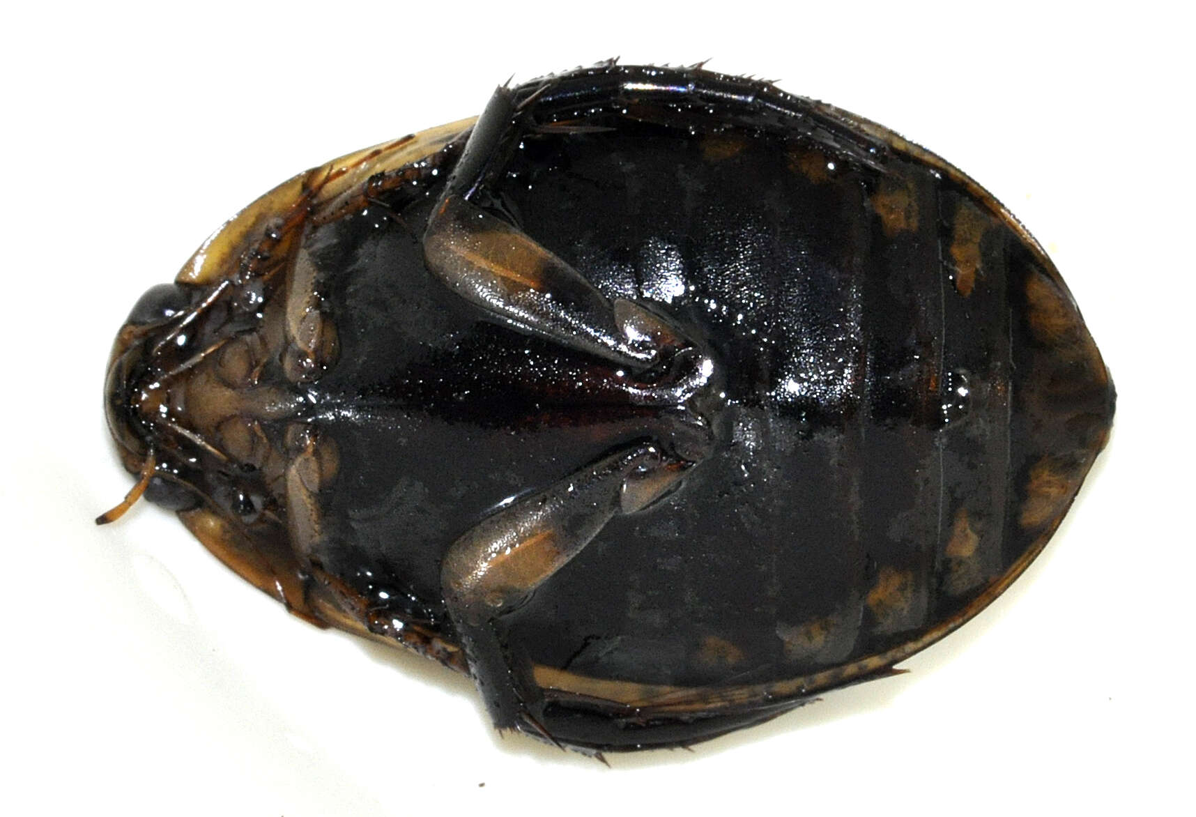 Image of Grooved Diving Beetle