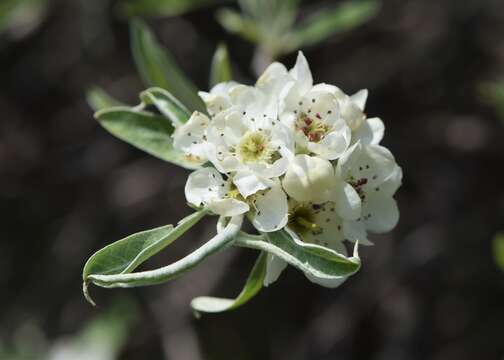 Plancia ëd Pyrus salicifolia Pall.