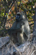 Image of Chacma Baboon