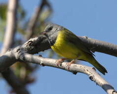 Image of Mourning Warbler