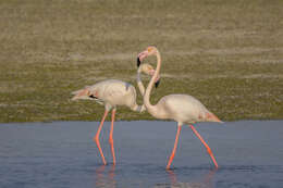 Imagem de Phoenicopterus roseus Pallas 1811