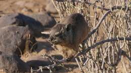 Image of Rock Hyrax