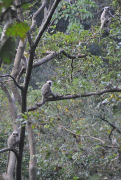 Image of Gray Langur