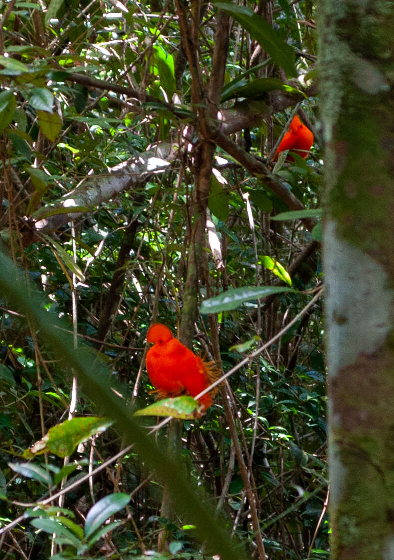 Image of Guianan Cock-of-the-rock