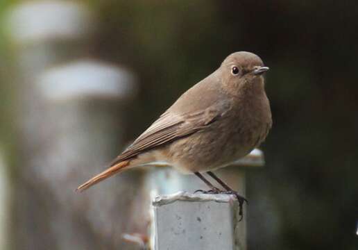 Image of Black Redstart