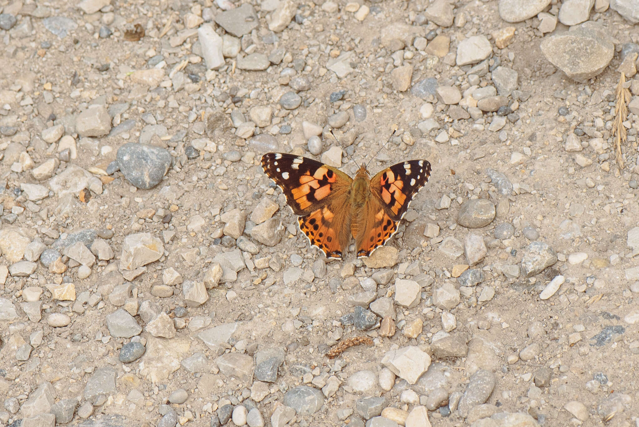 Plancia ëd Vanessa cardui