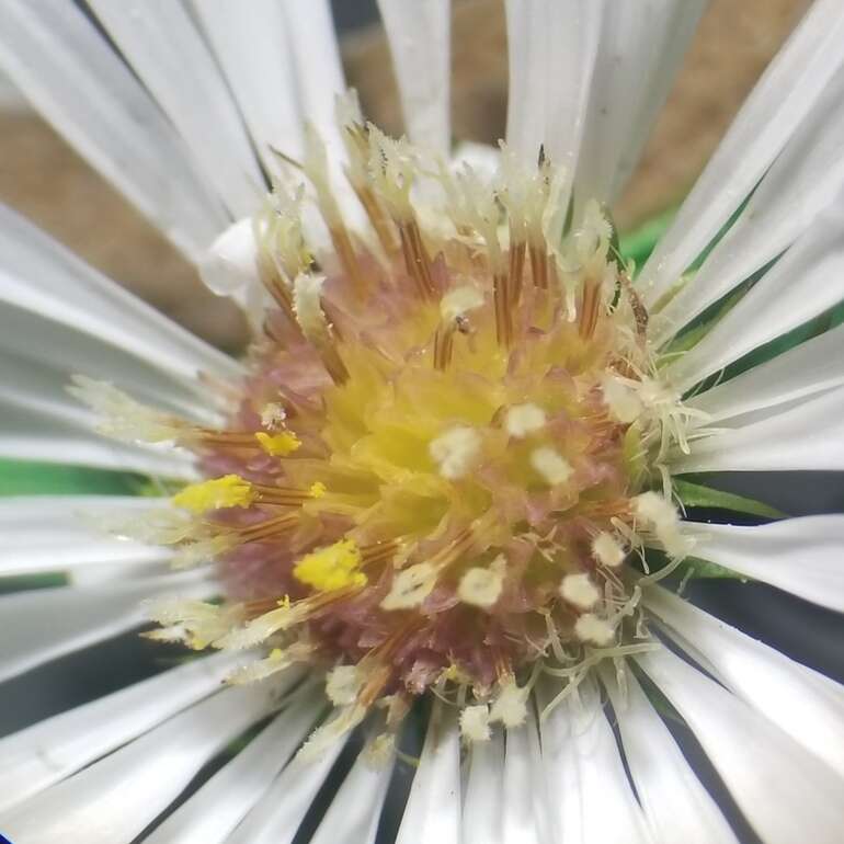 Image of hairy white oldfield aster