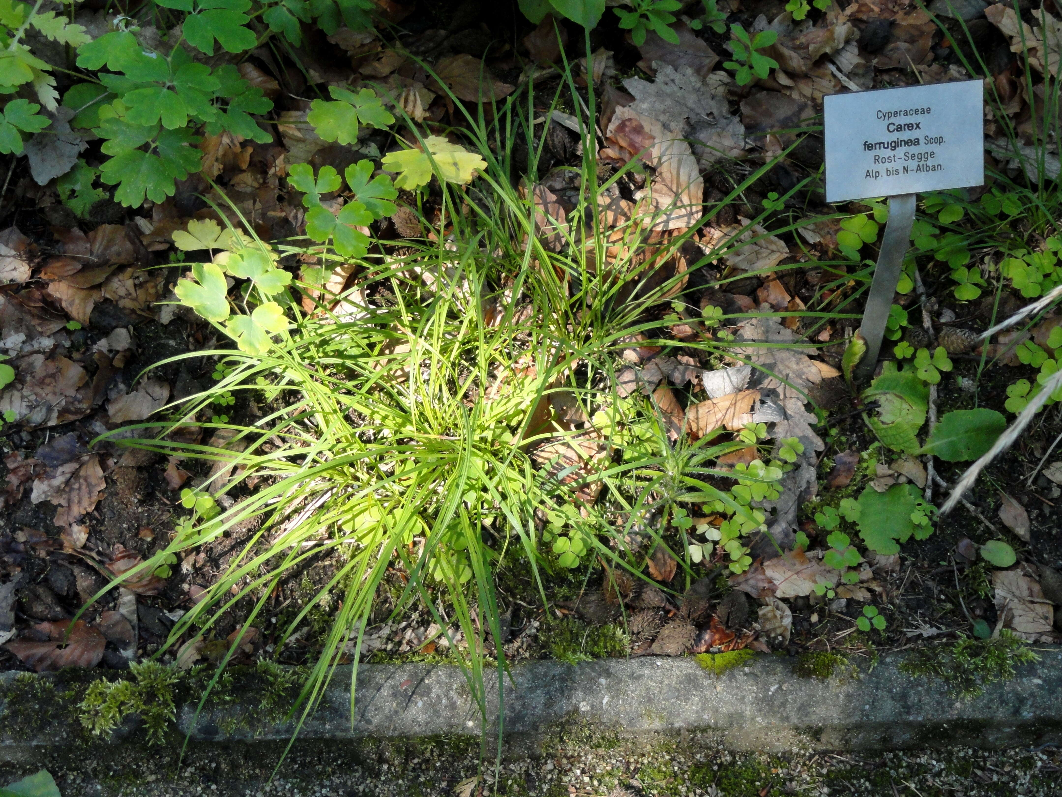 Image de Carex ferruginea Scop.