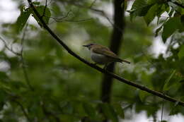 Image of Red-eyed Vireo