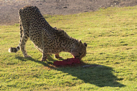 Image of Namibian cheetah