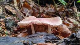 Image of Mycena rosea Gramberg 1912