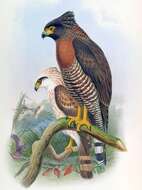 Image of Sulawesi Serpent Eagle
