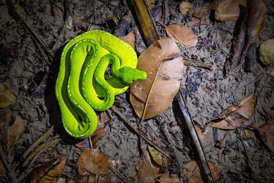 Image of Green Python