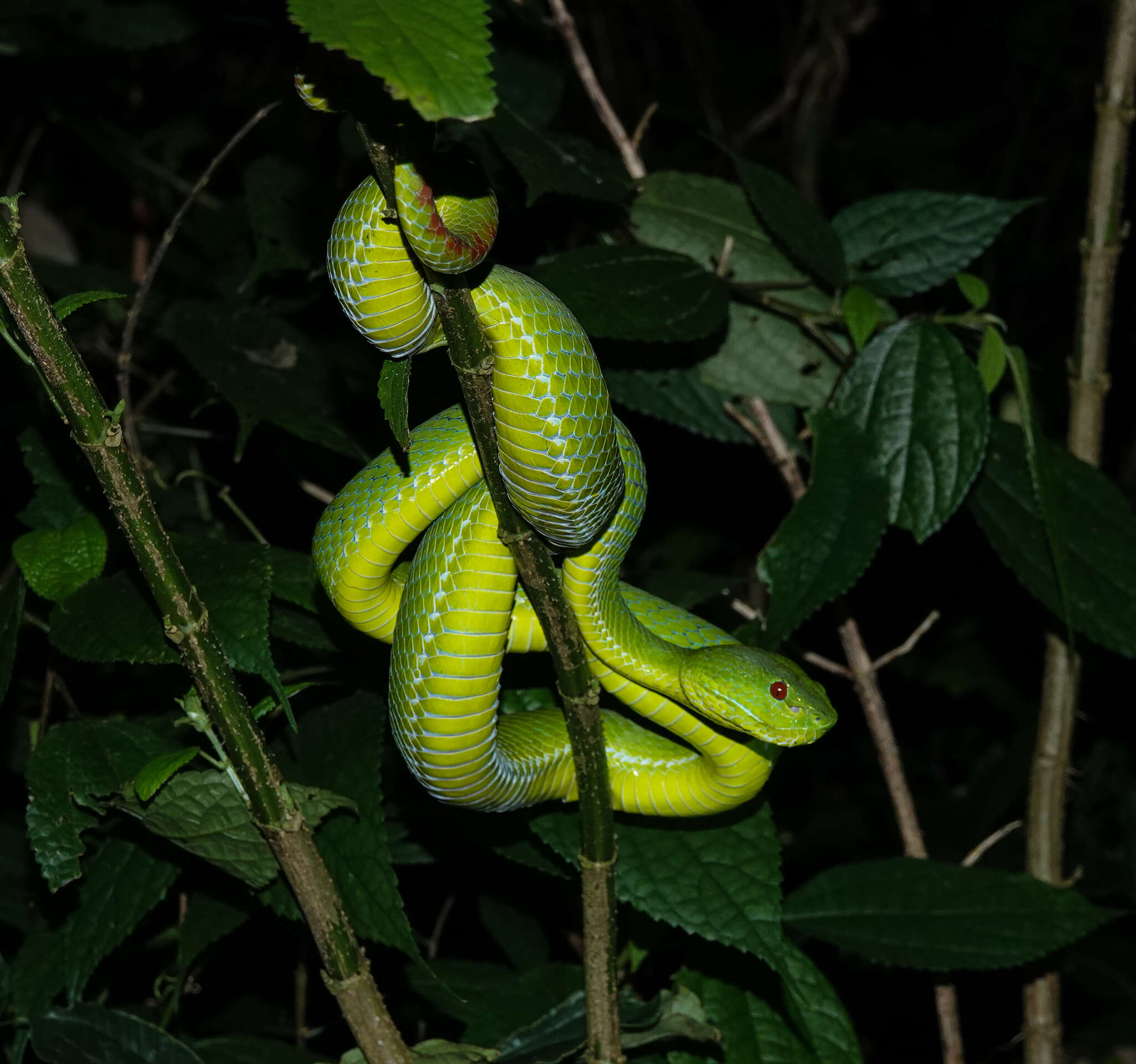 Image of Pope's pit viper