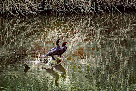 Image of Double-crested Cormorant