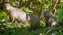 Image of Indian Gray Mongoose