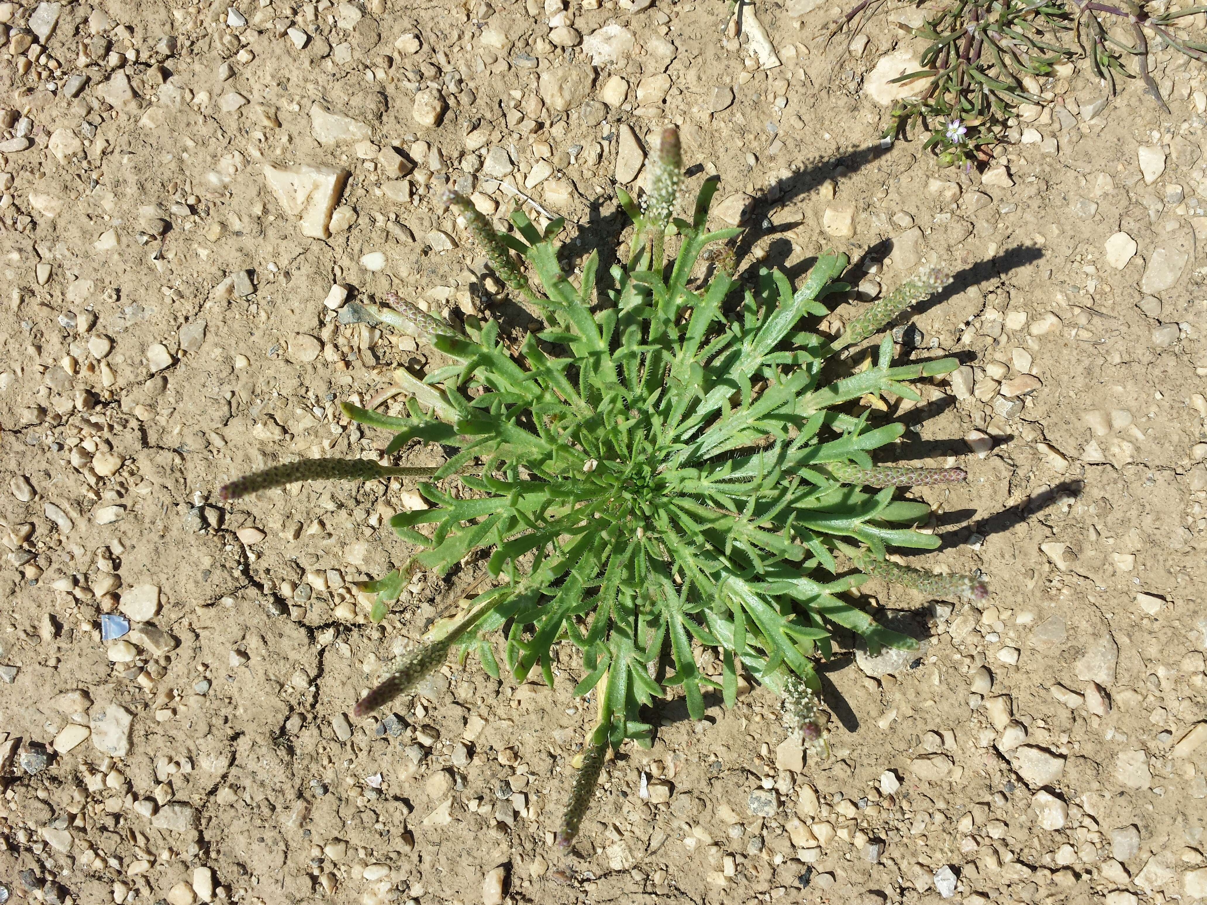 Image of Plantago weldenii Rchb.